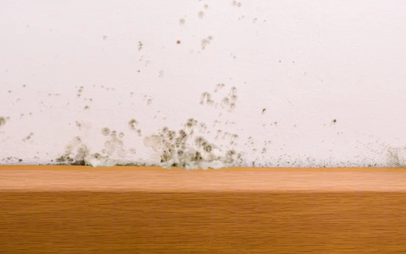 mold on baseboard